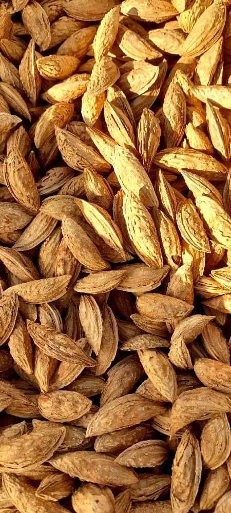 Almonds In Shells 2